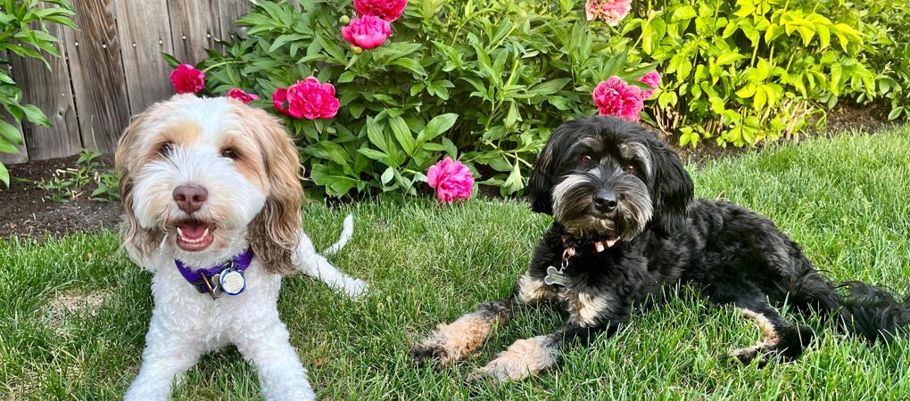 Labradoodle Puppies Calgary