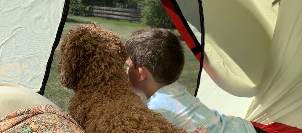 Multigeneration Labradoodles Calgary