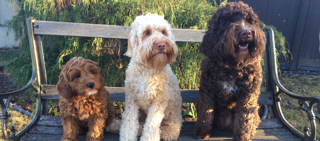 Labradoodle Puppy Calgary