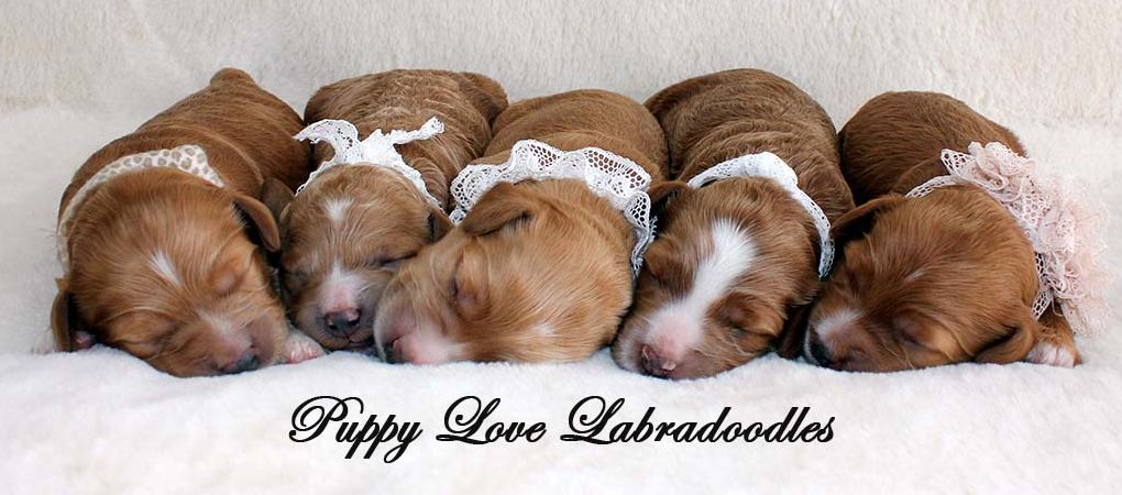 Australian Labradoodles Breeder Calgary